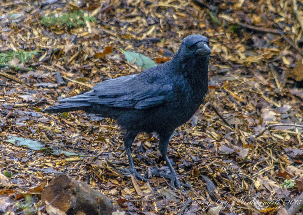 Crow by tonygig