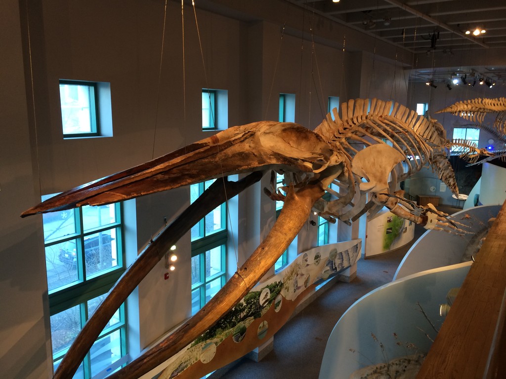 Whale Skeleton by graceratliff