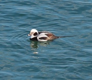 22nd Jan 2015 - Long Tailed duck