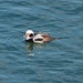Long Tailed duck by selkie