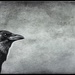 Old Crow by pixelchix