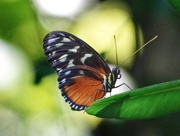 22nd Jan 2015 - Osher Rainforest Butterfly