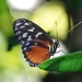Osher Rainforest Butterfly by khawbecker