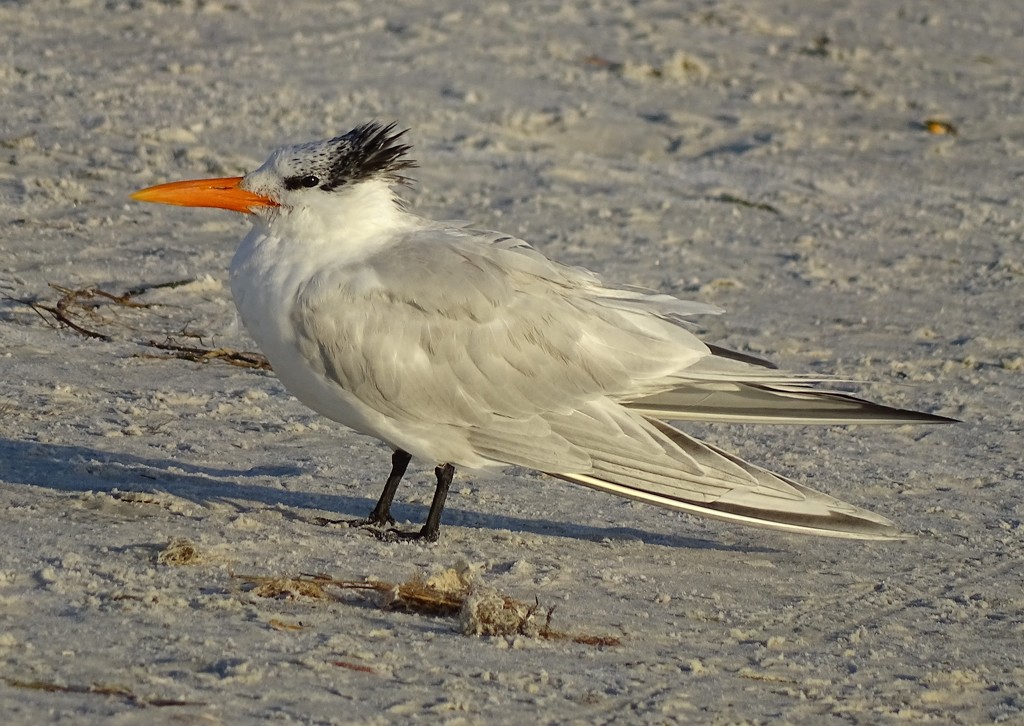 Royal Tern by annepann