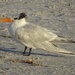 Royal Tern by annepann