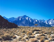 23rd Jan 2015 - Tree before the Eastern Sierras