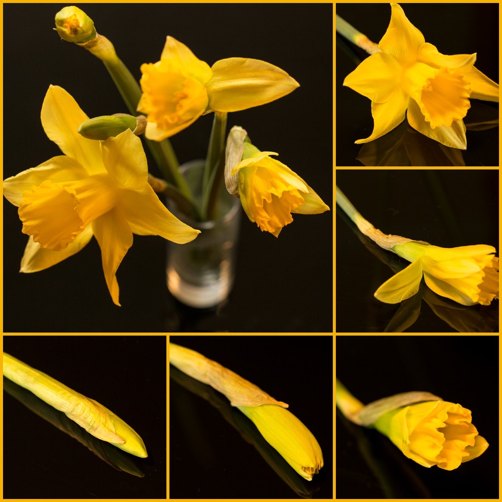 Daffodill Stages by bizziebeeme