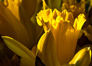 23rd Jan 2015 - 23rd January 2015 -  Daffodil 2
