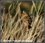 23rd Jan 2015 - I think this is a female stonechat