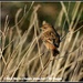 I think this is a female stonechat by rosiekind