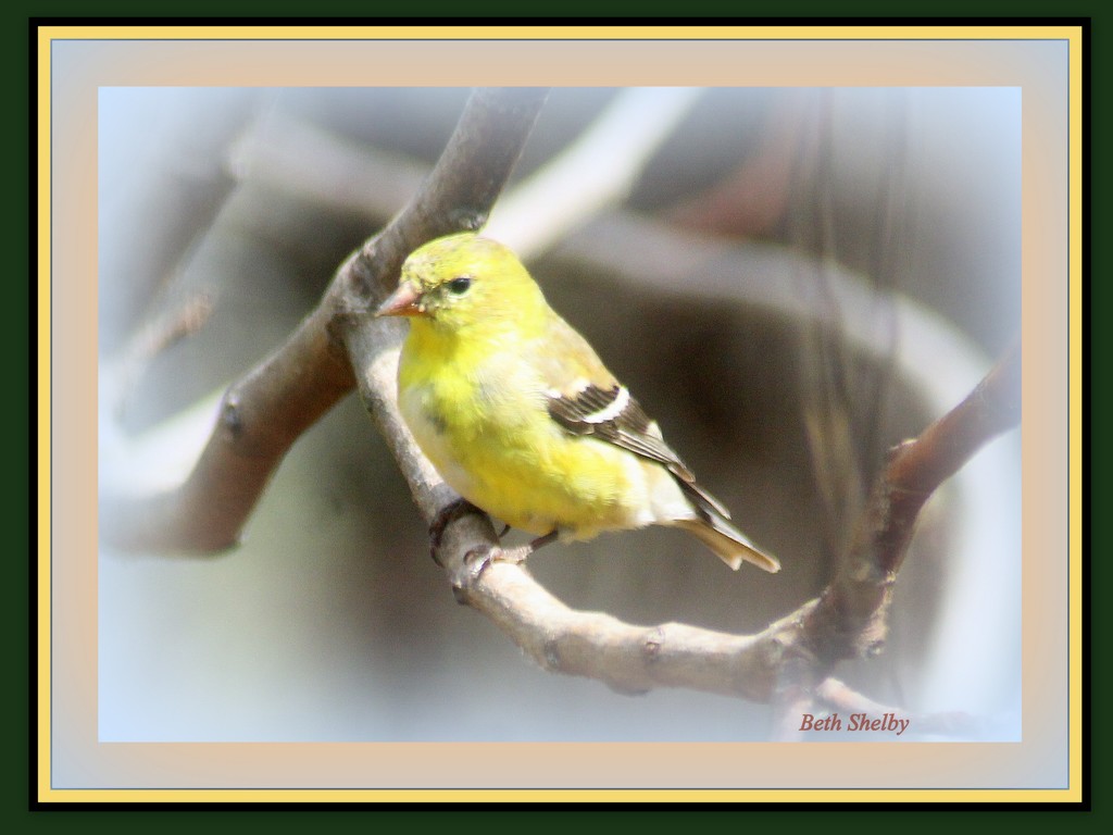 Yellow Bird  by vernabeth