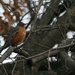 A robin in January? by mittens