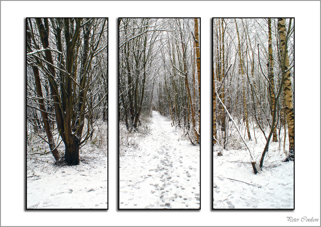 Snow Triptych-1 by pcoulson
