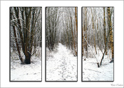 23rd Jan 2015 - Snow Triptych-1