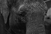 23rd Jan 2015 - Indian Elephant