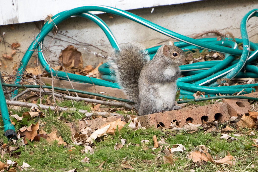Squirrel and Garden Hose by rminer