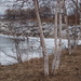 Birch Trees by selkie