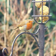 23rd Jan 2015 - robin on the feeder