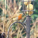robin on the feeder by quietpurplehaze
