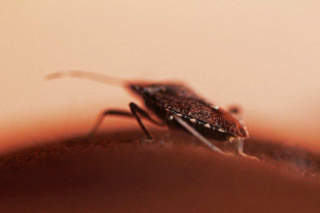 Stink Bug in the House  by mzzhope