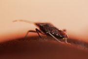 23rd Jan 2015 - Stink Bug in the House 