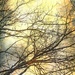Bare Trees by mzzhope