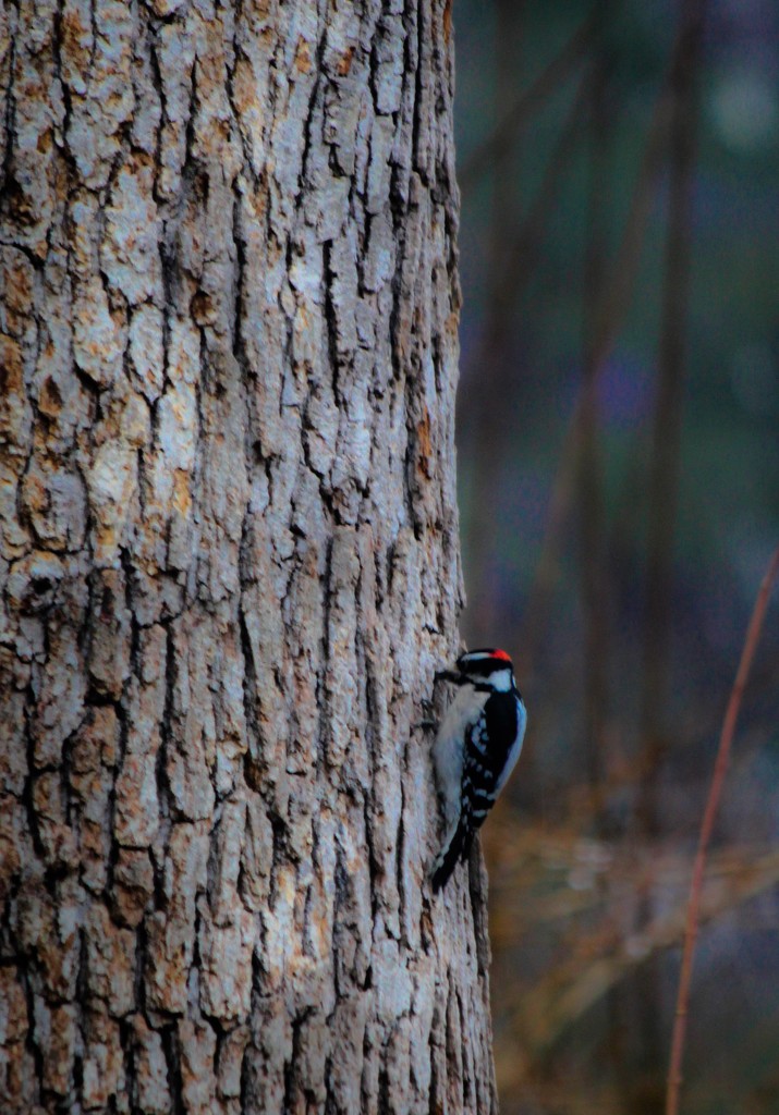 Downy Woodpecker  by mzzhope