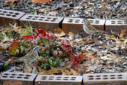 23rd Jan 2015 - White-throated Sparrows