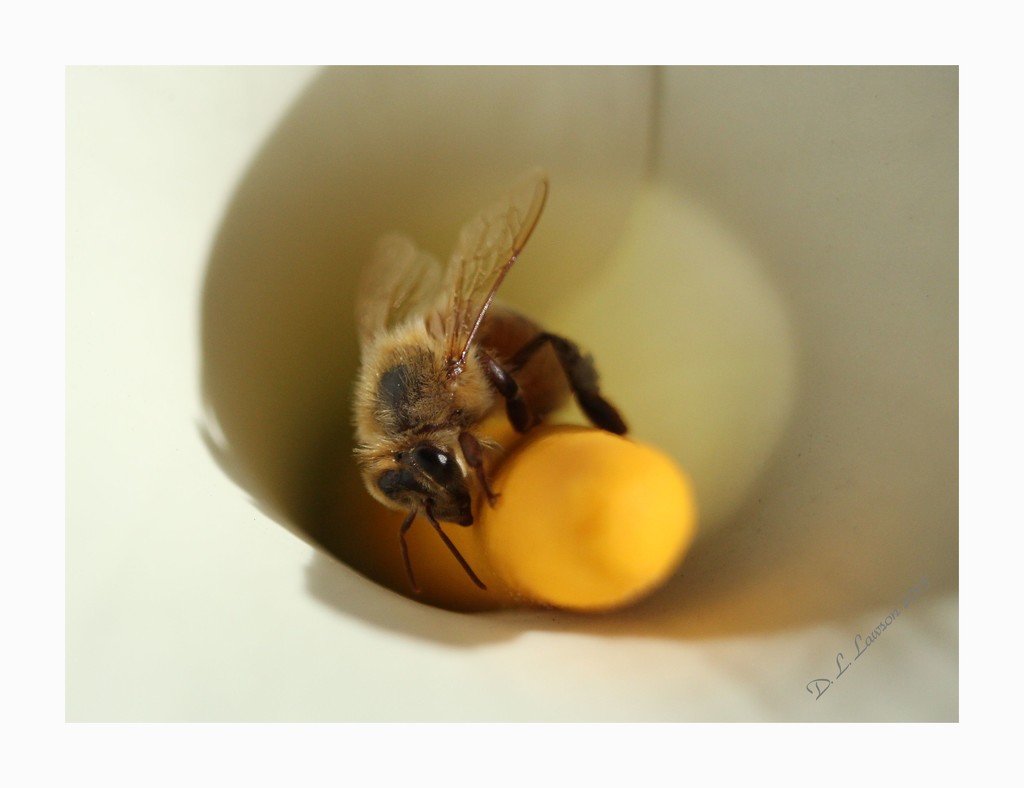 Bee-logna by flygirl