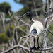 Australian white ibis by flyrobin
