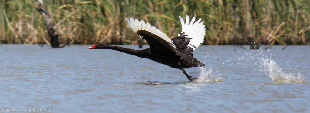 Black swan take off by flyrobin