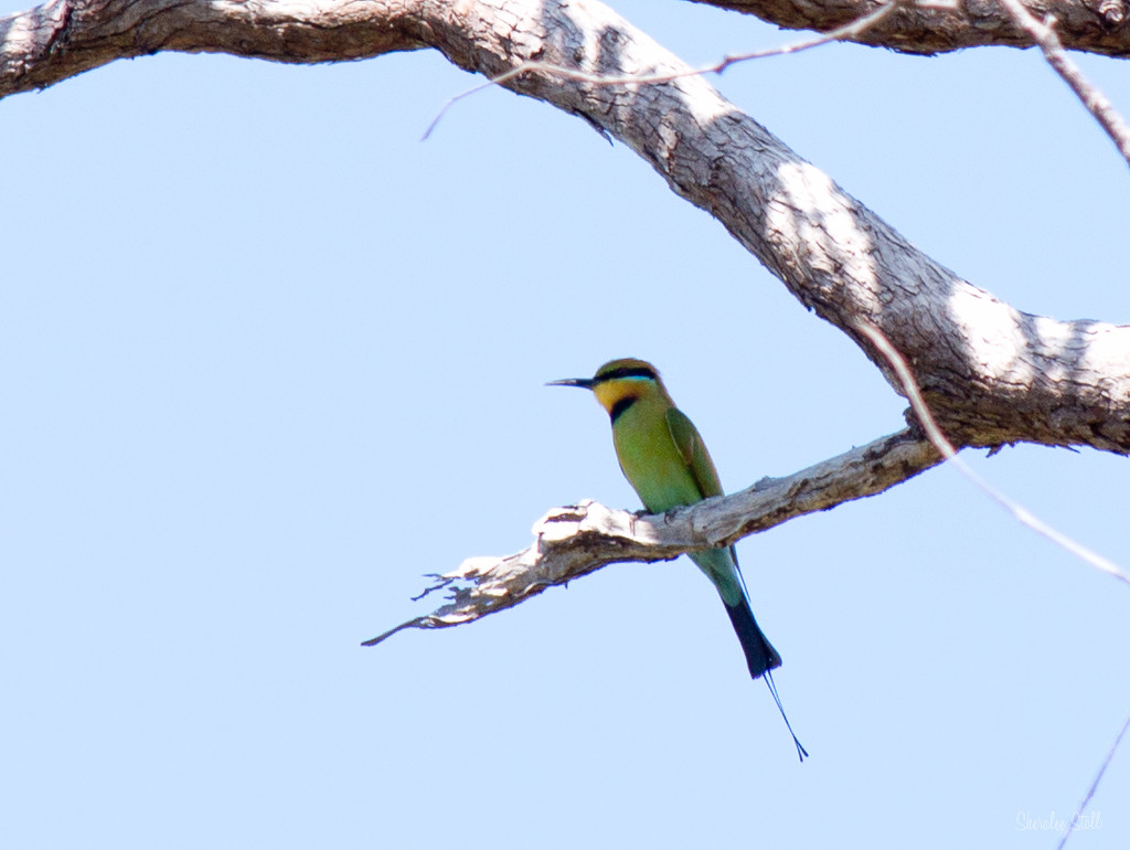 Rainbow Bee-eater by bella_ss