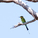 Rainbow Bee-eater by bella_ss