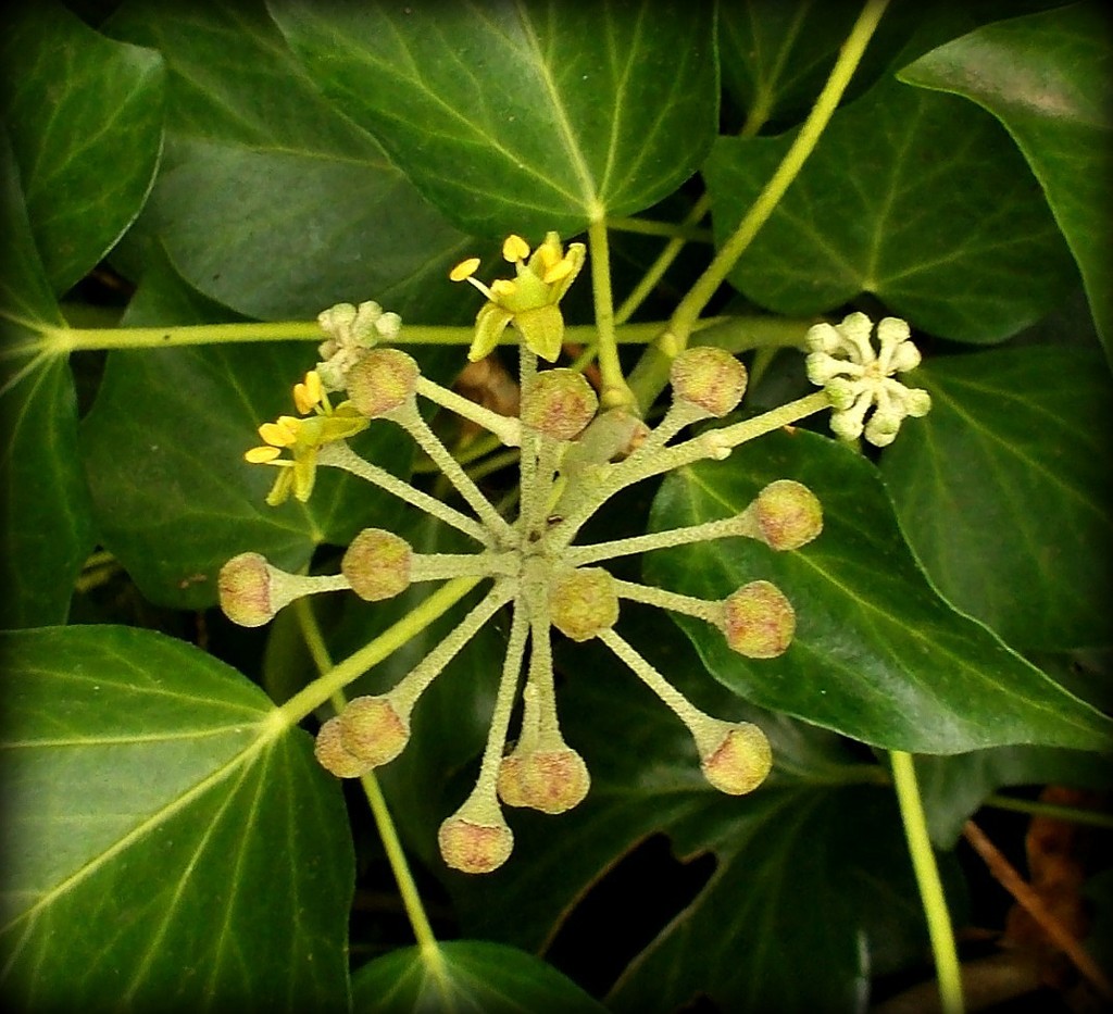 Ivy in flower by cruiser