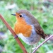 Robin on Starlingwatch again by julienne1