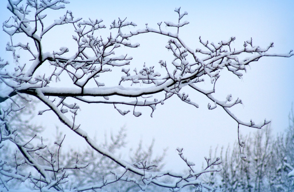 Snow on branches by mittens
