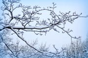 24th Jan 2015 - Snow on branches