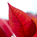  Leaf from Poinsettia by elisasaeter