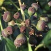 Ivy Seed Heads by fishers