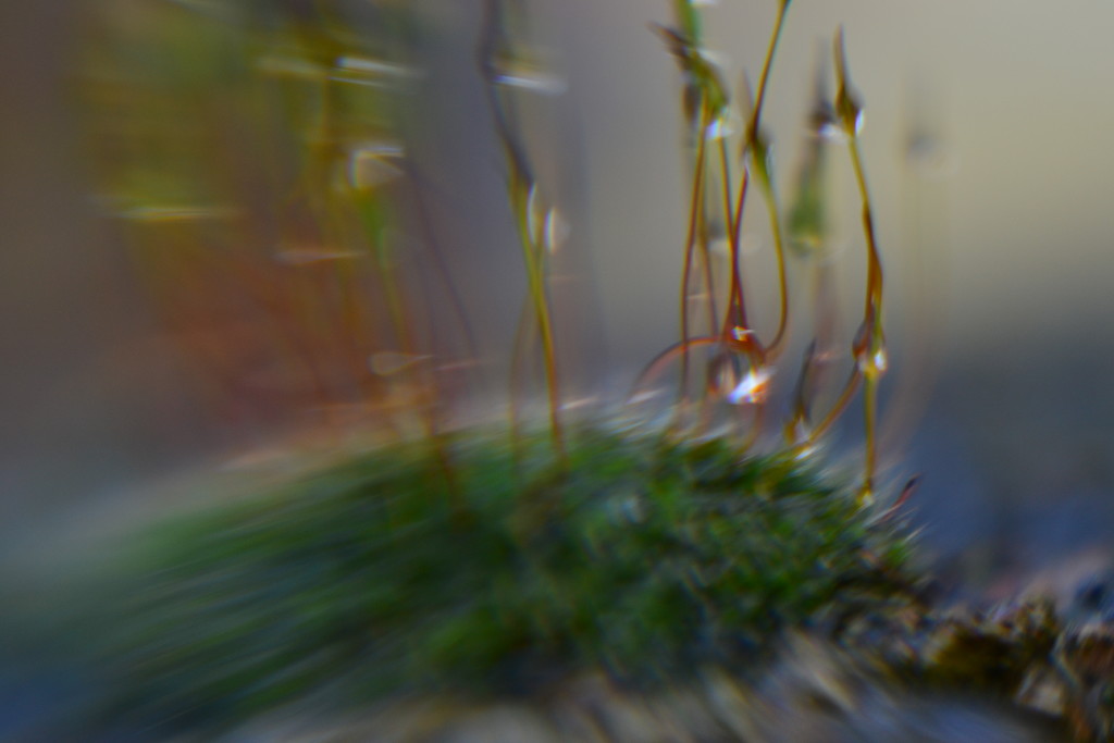 Moss and droplets with Lensbaby blur by ziggy77