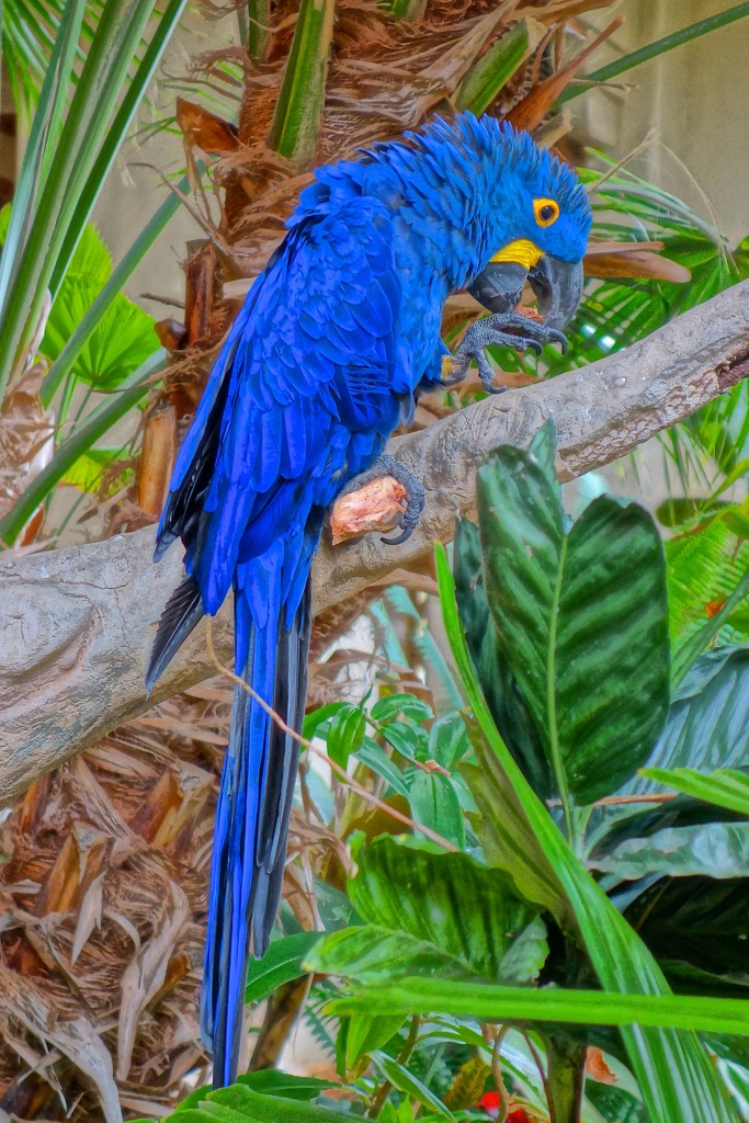 Blue parrot by cocobella
