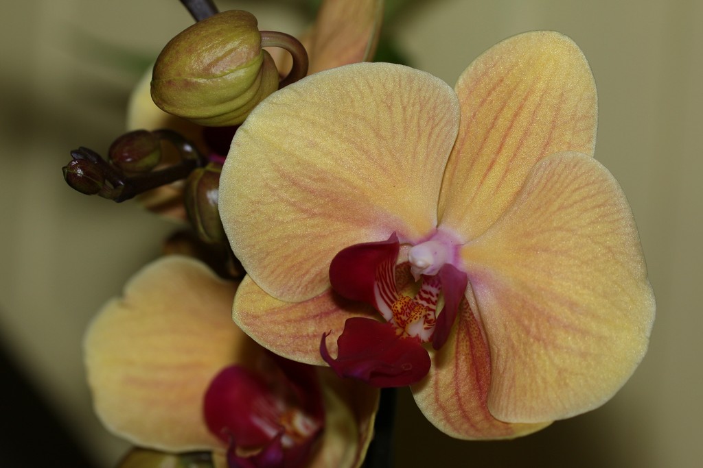 Orchid by bizziebeeme