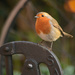 Robin on a plastic pump by richardcreese