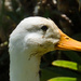 A Duck by salza