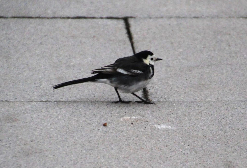 Pied Wagtail  by oldjosh