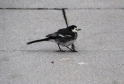 23rd Jan 2015 - Pied Wagtail 