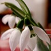 Snowdrops by ctst