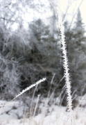 17th Jan 2015 - hoarfrost on a blade of grass