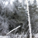 hoarfrost on a blade of grass by edie
