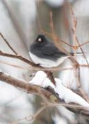 24th Jan 2015 - Snow Bird at My Window
